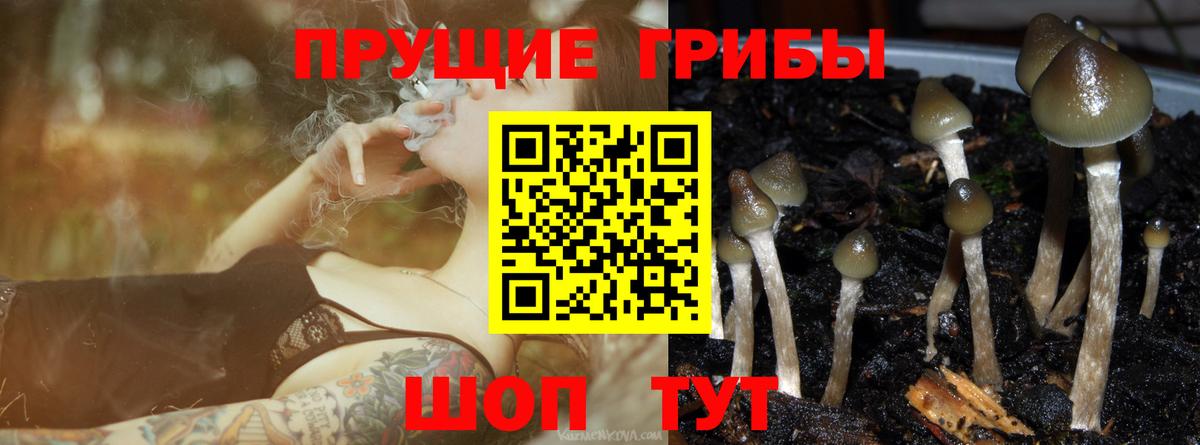 Галлюциногенные грибы Psilocybine cubensis Мирный